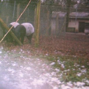 Malayan Tapirs