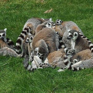 Well, what do you think how many? :)