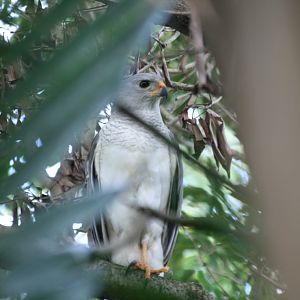 Grey Goshawk