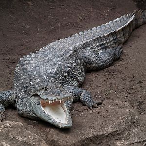 Sri-Lanka mugger crocodile