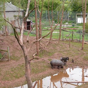 Pygmy hippo and mandrills