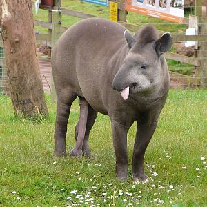 Mr Tapir