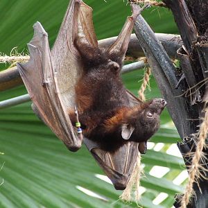 Little Red Flying Fox, Rare Species Conservation Centre, Sandwich