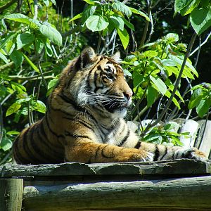 Sumatran tiger at Chessington Zoo, 24 May 2009