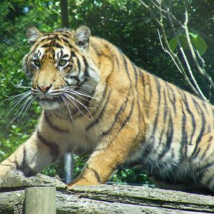 Sumatran tiger at Chessington Zoo, 24 May 2009