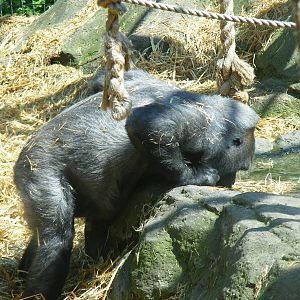 Bafia the gorilla at Chessington Zoo, 24 May 2009