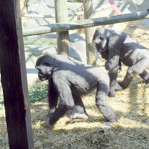 Gorillas at Chessington Zoo, 24 May 2009
