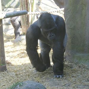 Damisi the gorilla at Chessington Zoo, 24 May 2009