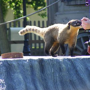Fordham the hog-nosed coati at Chessington Zoo, 24 May 2009