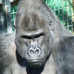 Damisi the gorilla at Chessington Zoo, 24 May 2009