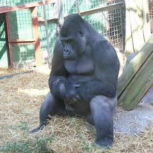 Damisi the gorilla at Chessington Zoo, 24 May 2009
