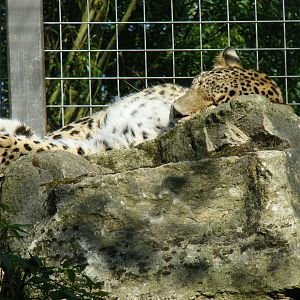 Persian leopard at Chessington Zoo, 24 May 2009