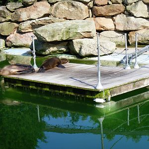 Californian sea lions in Sealion Bay exhibit at Chessington Zoo, 24 May 200