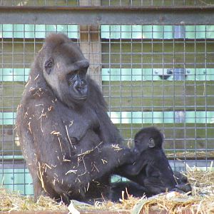Buu and Mbula the gorillas at Chessington Zoo, 24 May 2009