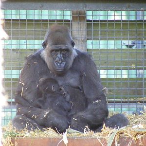 Buu and Mbula the gorillas at Chessington Zoo, 24 May 2009
