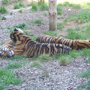 Sumatran tigers at Chessington Zoo, 24 May 2009