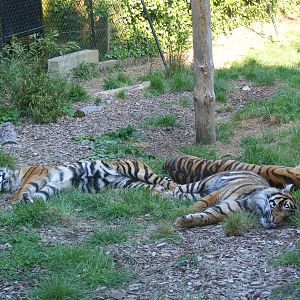 Sumatran tigers at Chessington Zoo, 24 May 2009