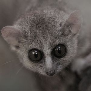 Grey mouse lemur