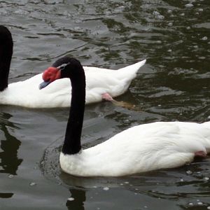 Black-necked Swans (Cygnus melanocoryphus)
