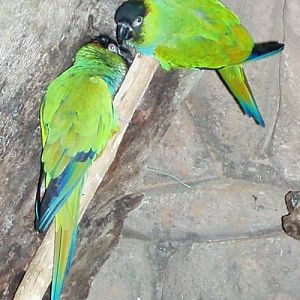 Black-capped Conure (Nandayus nenday)