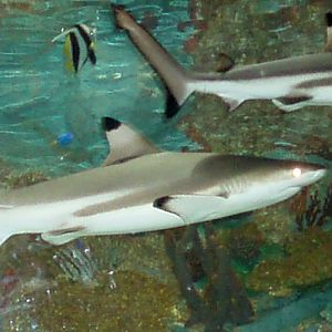 Black-tipped Sharks (Carcharhinus melanopterus)