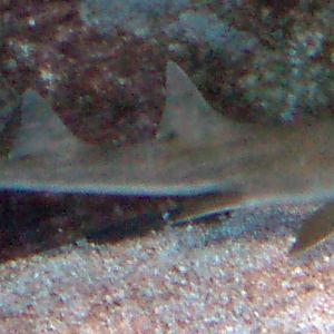 Unknown shark at Faunia, Spain
