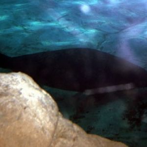 Grey Seal (Halychoerus grypus)