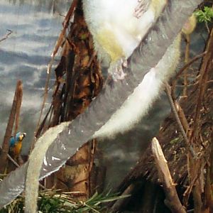 Common Squirrel Monkey (Saimiri sciureus)