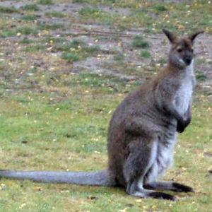Bennett's Wallaby (Wallabia bennetti)