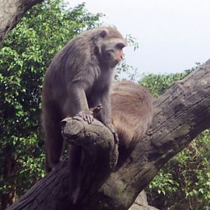Formosan Macaque (Macaca cyclopis)