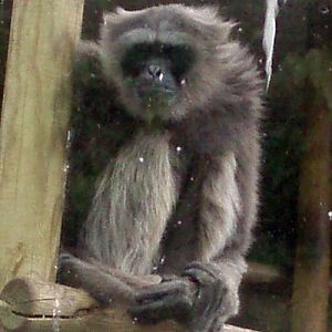 Javan gibbon (Hylobates moloch)