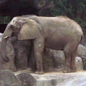 African elephant (Loxodonta africana)