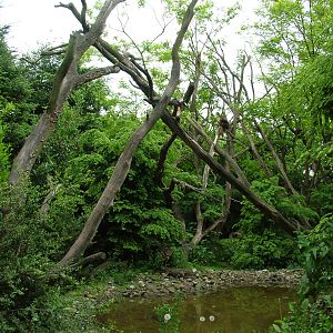 Red Panda enclosure at Overloon 14/05/09
