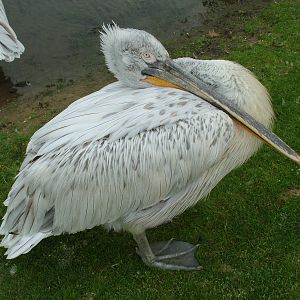 Dalmatian Pelican at Overloon 14/05/09