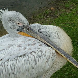 Dalmatian Pelican at Overloon 14/05/09