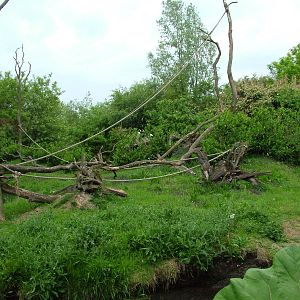 Gibbon Island at Overloon 14/05/09