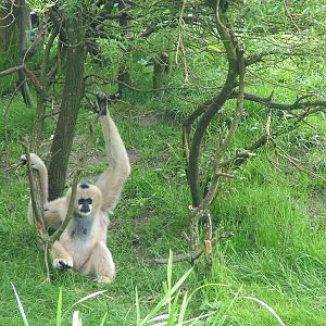 White-cheeked Gibbon at Overloon 14/05/09