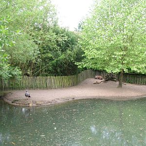Brazilian Tapir enclosure at Overloon 14/05/09