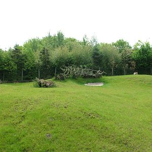 Japanese Serow paddock at Overloon 14/05/09