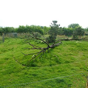 Central Cheetah enclosure at Overloon 14/05/09