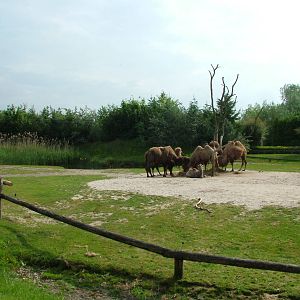 Bactrian Camel enclosure at Overloon 14/05/09