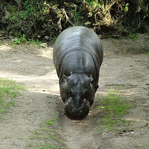 Pygmy Hippo at Overloon 14/05/09