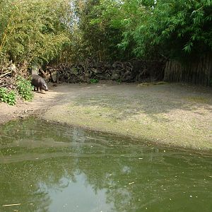 Pygmy Hippo exhibit at Overloon 14/05/09