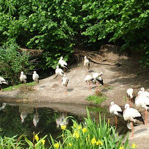 White Storks at Overloon 14/05/09