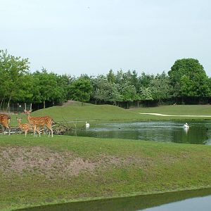 Asian Walk-through at Overloon 14/05/09