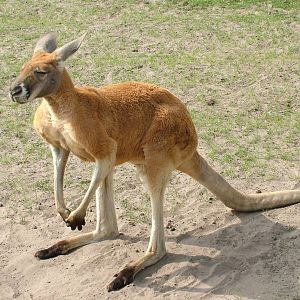 Red Kangaroo at Overloon 14/05/09