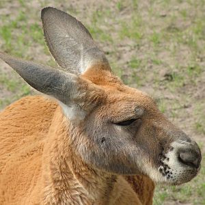 Red Kangaroo at Overloon 14/05/09