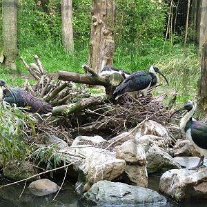 Straw-necked Ibis at Overloon 14/05/09