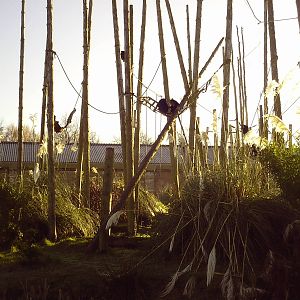 Chester Zoo - Monkey Islands