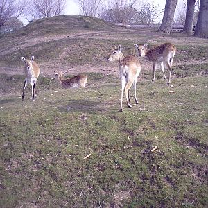 Red Lechwe 03-04-2008